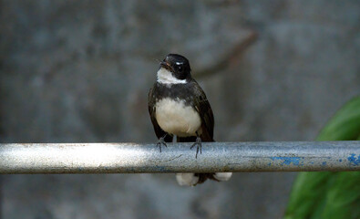Malaysian Pied Fantail