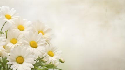 A bouquet of daisies on a white background.