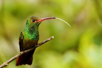 Rufous-tailed hummingbird (Amazilia tzacatl jucunda) sticking out its long tongue perched on twig at Piñas, El Oro province, Ecuador