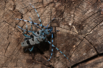 Rosalie des Alpes - Rosalia longicorn - Alpine longhorn beetl - Rosalie des Alpes