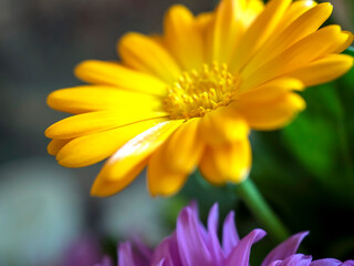 delicate beautiful yellow calendula flower, macro on a blurred background