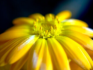 delicate beautiful yellow calendula flower, macro on a blurred background