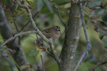 Goldcrest
