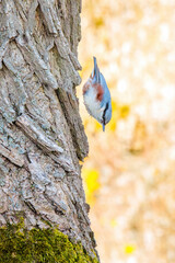 Eurasian nuthatch flying down along a tree