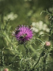 Black and yellow bumblebee bee pollinator insects feeding on a musk thistle