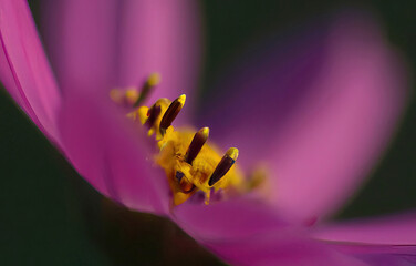 Kwiat fioletowy makro z bliska.