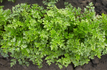 Flat-leaved parsley. Petroselinum crispum. parsley leaves. Green leaves. Parsley growing in the garden