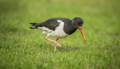 Oystercatcher, Haematopus Ostralegus, close up on the grass inwinter in the uk