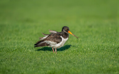 Oystercatcher, Haematopus Ostralegus, close up on the grass inwinter in the uk