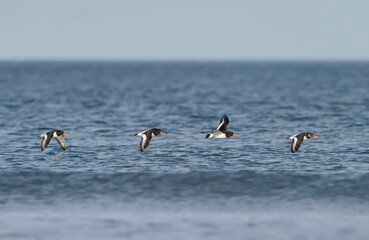 Oystercatcher, Haematopus ostralegus, flying just above the sea