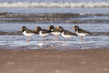 Oystercatchers, Haematopus ostralegus, on the shoreline