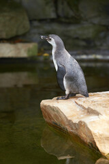 Penguin standing in natural environment, on the rocks near the water