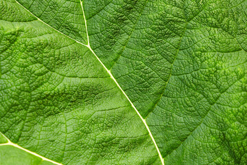 Close up of green leaves of burdock in the garden. Summer and spring time.