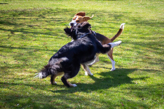 two dogs playing on a meadow (Bealge and Australian Shepherd)
