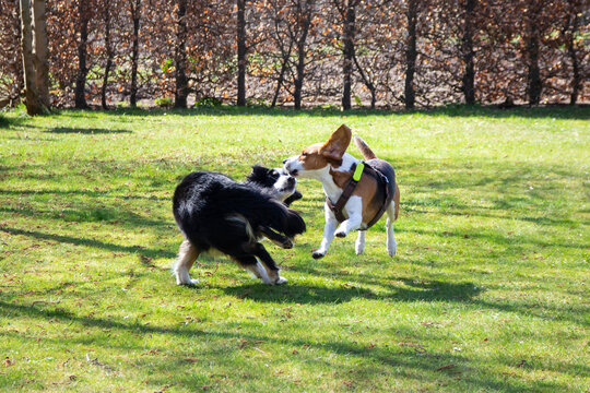 two dogs playing on a meadow (Bealge and Australian Shepherd)