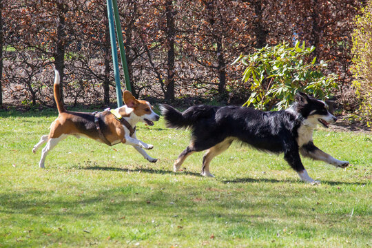 two dogs playing on a meadow (Bealge and Australian Shepherd)