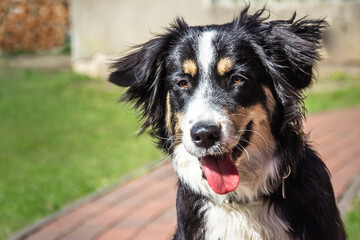 Portrait of an Australian Shepherd