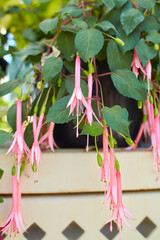Large number of blooming Pink, red, black and white Fuchsia flowers