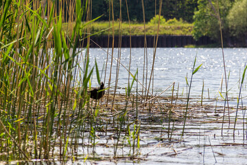Coot (Fulica atra) in the reeds of a river