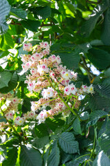 Blossoms of a common horse chestnut (Aesculus hippocastanum)