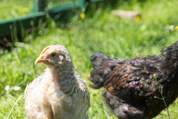 Young chickens in a meadow