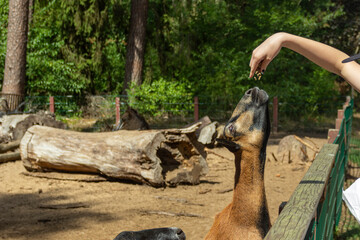 Goats being fed in a zoo