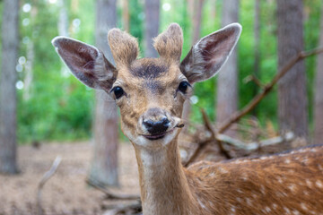 Funny portrait of a smiling deer