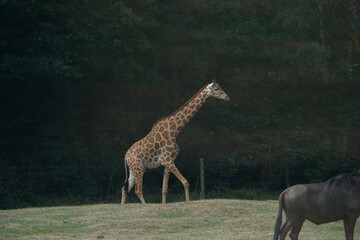 giraffe in the park
