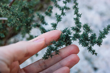 Asparagus acutifolius branch in female hand. Coniferous green ornamental plant. Naturalist, gardener touching plant. Plants care, cultivation concept.