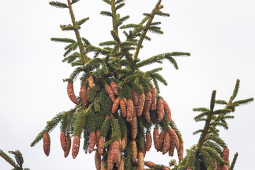 Large cones of a spruce tree