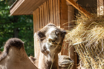 Camel eats hay and chews on it contentedly