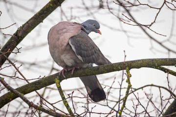 Dove is sitting on a branch