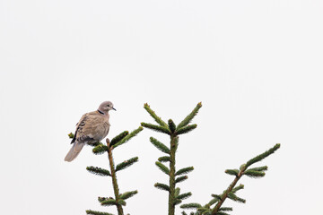 Dove is sitting on a branch