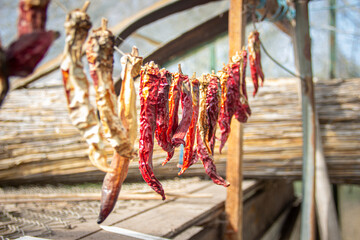 Chili peppers hung up to dry