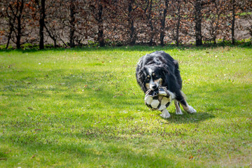 Naklejka na ściany i meble Dog (Australian Shepherd) playing with a ball