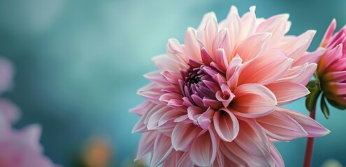 close up of pink dahlia flower on blue background