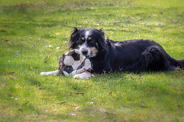 Dog (Australian Shepherd) is lying on the meadow and chewing on a ball