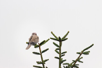 Dove is sitting on a branch
