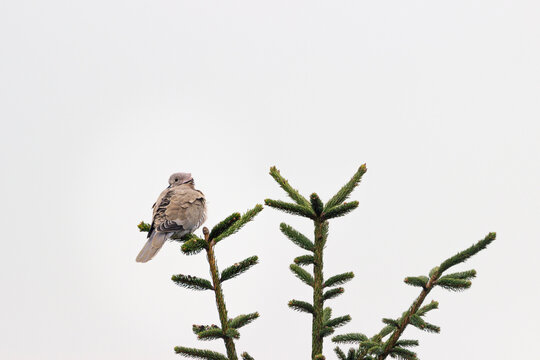 Dove is sitting on a branch
