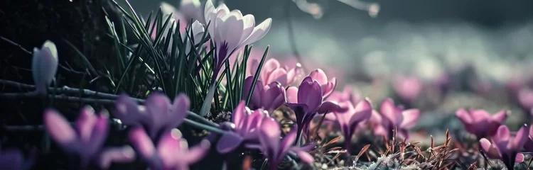Poster crocus flowers is bright and pink © olegganko