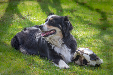 Dog (Australian Shepherd) is lying on the meadow and chewing on a ball