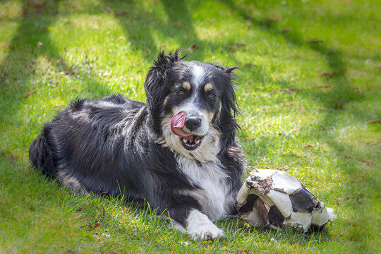 Dog (Australian Shepherd) is lying on the meadow and chewing on a ball
