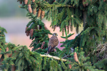 Kestrel (Falco tinnunculus) perched on a branch, attentively observing the surroundings