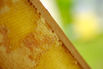 yellow sealed cells on the frame. Honey frame with mature honey. Wooden small frame with honeycombs...