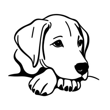 犬の線画。優しいシンプルな画風。アップのベクター画像。生成AIで作成された。