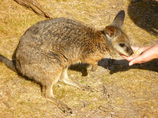 The red-necked wallaby or Bennett's wallaby (Notamacropus rufogriseus) is a macropod marsupial common in eastern Australia and including Tasmania