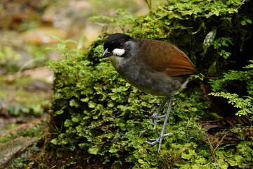 Jocotoco Antpitta (Grallaria ridgelyi) in the cloud forest at Tapichalaca Reserve in the south of Ecuador