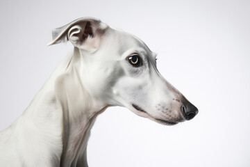 Greyhound dog close-up portrait on a white background.	
