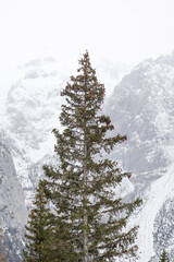 Snowy mountain scene with tall conifer tree with Red or common crossbills (loxia curvirostra) perched at the top. Dolomites, Italy in Winter