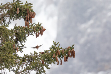 Common crossbills (loxia curvirostra) are perch and fly around the top of a conifer tree in the...